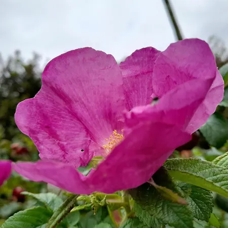 Nyaraló Tir Beag Eile