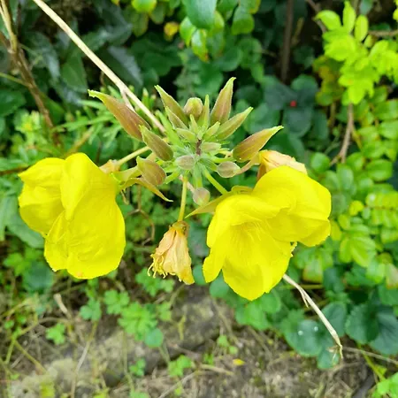 Nyaraló Tir Beag Eile Ennis